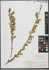 Foto von Salix viminalis L.